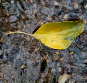 Yellowing of leaves