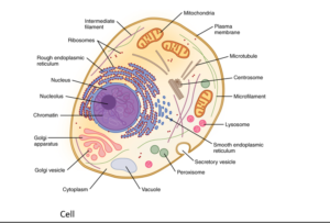 Cell