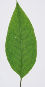 Leaf