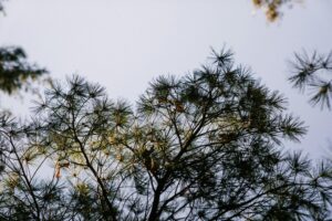 Pinus 