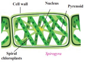 MSBSHSE class 9 Classification of plants solution