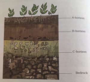 Soil Profile