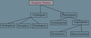 MSBSHSE Class 9 science solution classification of plants