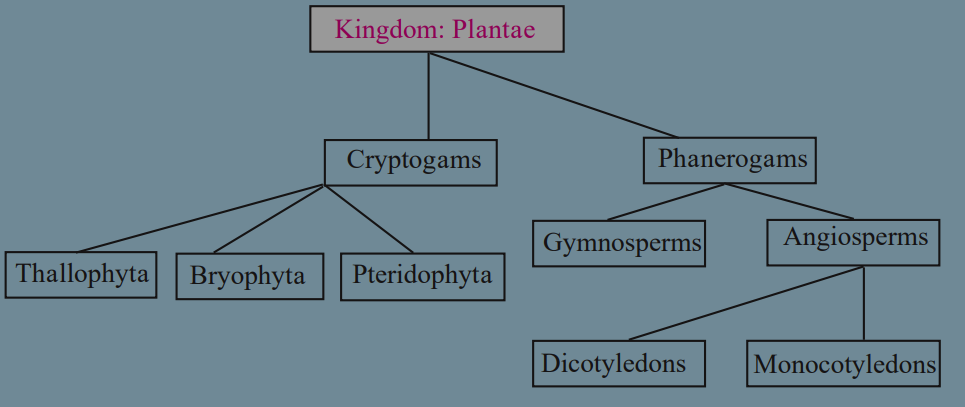 MSBSHSE Class 9 science solution classification of plants