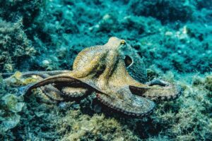 Octopus - Phylum Mollusca
