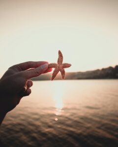 starfish phylum Echinodermata