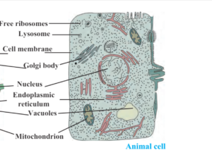 Cell - Unit of life class 9 Selina Biology