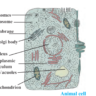 Selina biology class 9 chapter 2 , cell, selina biology, cell unit of life