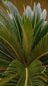 Cycas plant