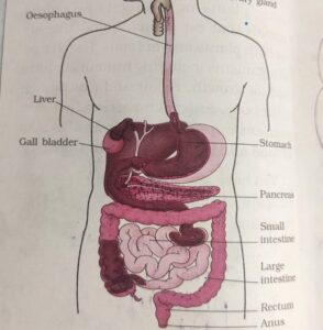 Human Digestive System