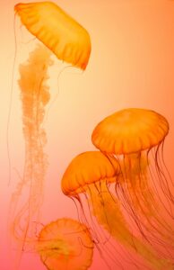 Jelly Fish