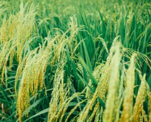 Paddy Crop